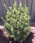 Trzmielina japońska Gold Rocket PBR Euonymus japonicus C3