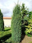 Jałowiec pospolity Meyer Juniperus communis P9