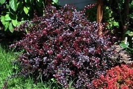 Berberys Thunberga Dart's Red Lady Berberis thunbergii C2