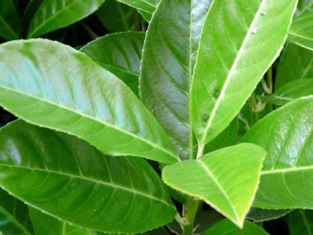 Laurowiśnia wschodnia Novita Prunus laurocerasus P9