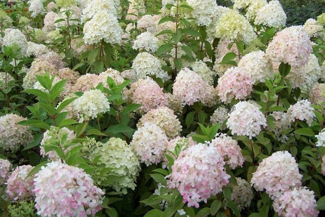Hortensja bukietowa Phantom Hydrangea paniculata C3