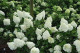 Hortensja bukietowa Polar Bear PBR Hydrangea paniculata P9