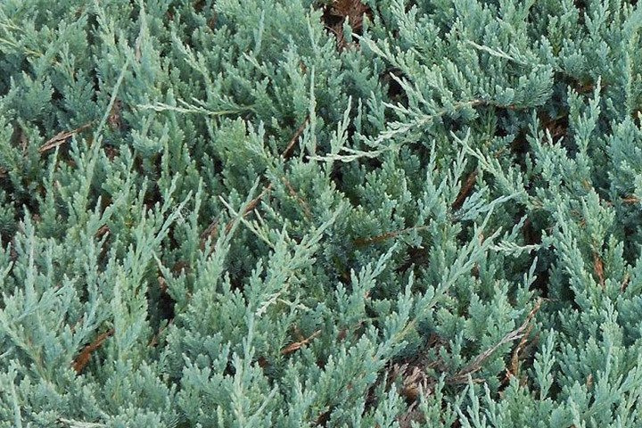 Jałowiec płożący Blue Chip Juniperus horizontalis C5