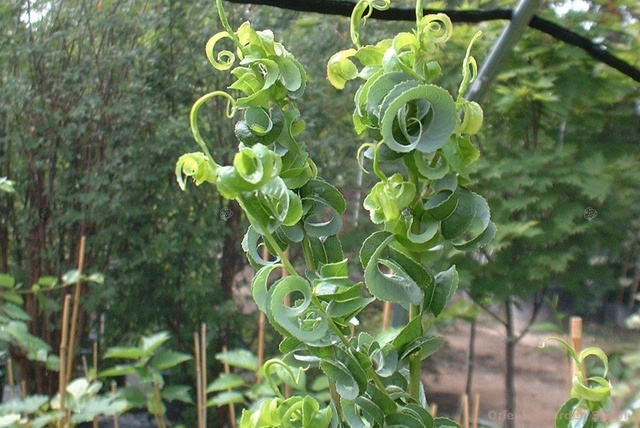 Wierzba babilońska Crispa Salix babylonica P9