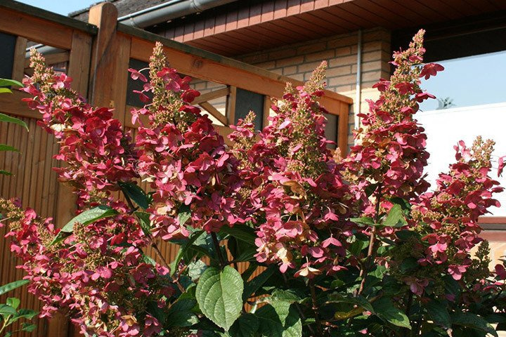 Hortensja bukietowa Wims Red PBR Hydrangea paniculata C2