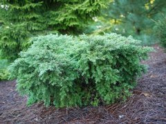 Choina kanadyjska Jeddeloh Tsuga canadensis C3