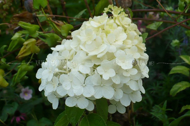Hortensja bukietowa Polar Bear PBR Hydrangea paniculata C3