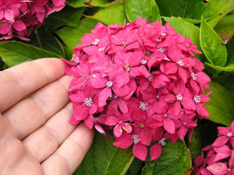 Hortensja ogrodowa Mini Hornli Hydrangea macrophylla C2