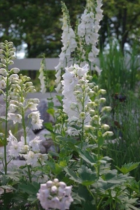 Ostróżka ogrodowa Magic Fountains White Delphinium cultorum C2