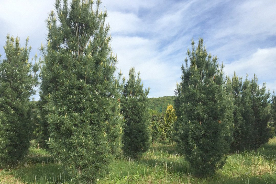 Sosna wejmutka Fastigiata Pinus strobus C5