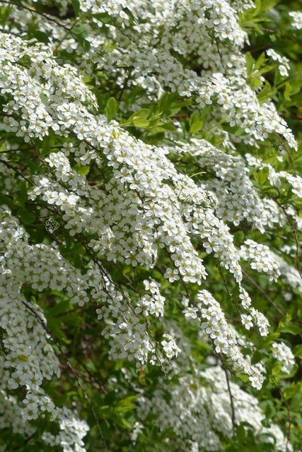 Tawuła szara Grefsheim Spiraea cinerea