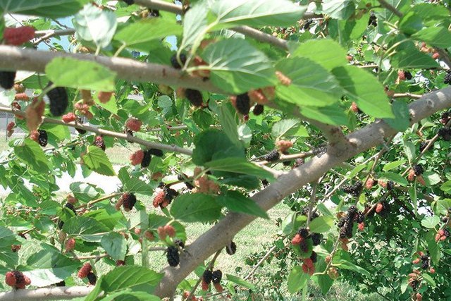 Morwa czarna Morus nigra P9
