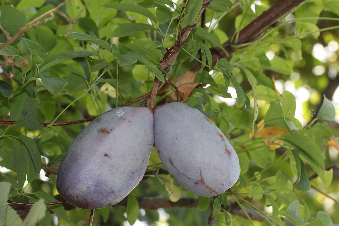 Akebia pięciolistkowa Akebia quinata C2