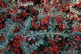 Irga szwedzka Coral Beauty Cotoneaster suecicus P9