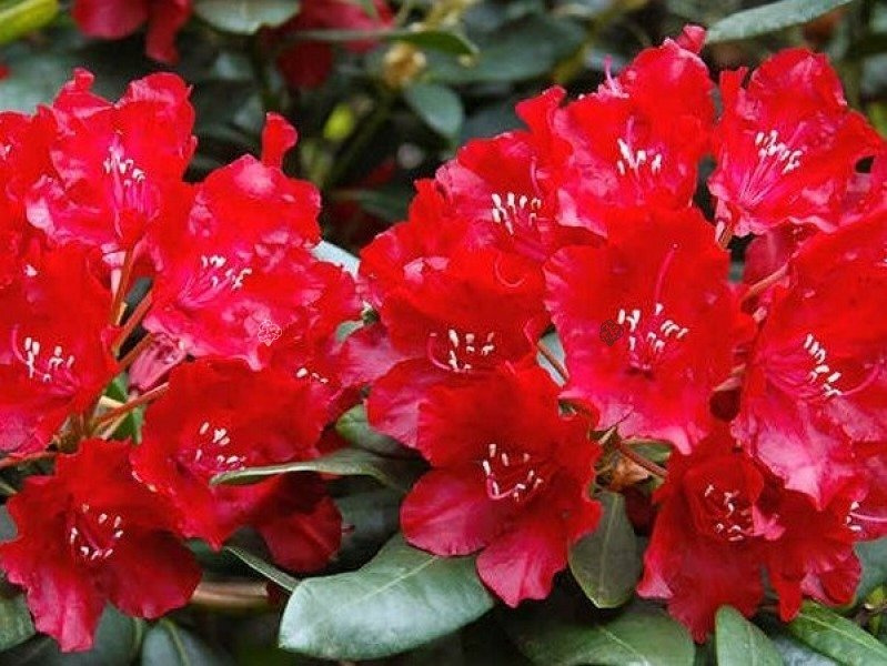 Różanecznik Red Jack Rhododendron griersonianum C2