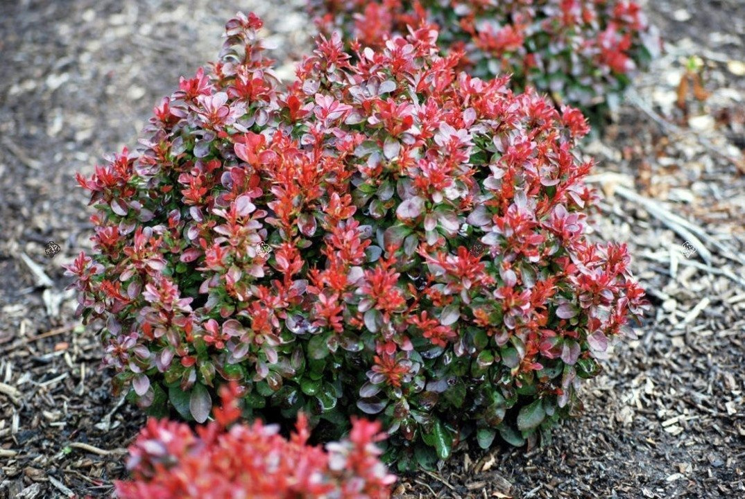 Berberys Thunberga Bagatelle Berberis thunbergii C2