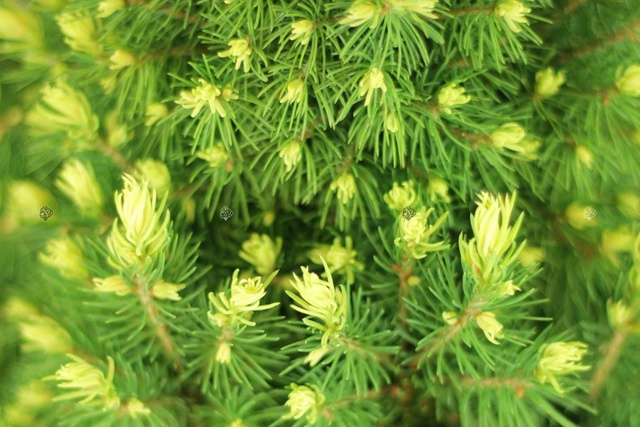 Świerk biały Rainbow's End Picea glauca C3
