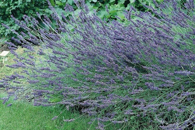 Lawenda wąskolistna Grosso Lavandula angustifolia P9
