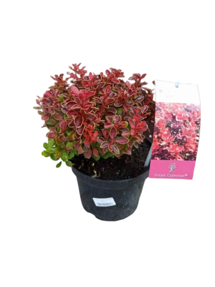 Berberys Thunberga Admiration PBR Berberis thunbergii C2
