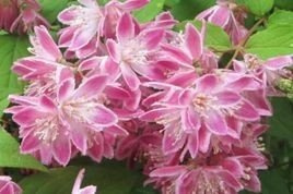 Żylistek mieszańcowy Strawberry Fields Deutzia hybrida C2