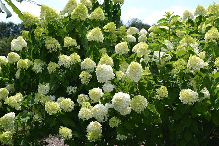 Hortensja bukietowa Grandiflora Hydrangea paniculata P9