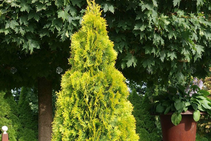Tuja Brabant Gold Thuja occidentalis Golden Brabant PBR C5
