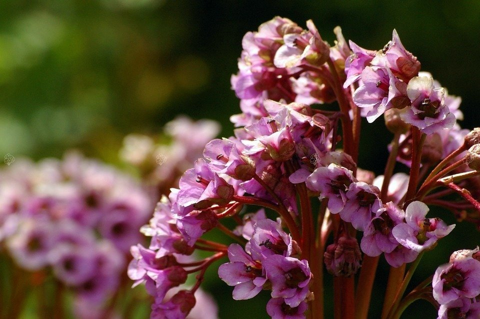 Bergenia Robusta Bergenia cordifolia P9
