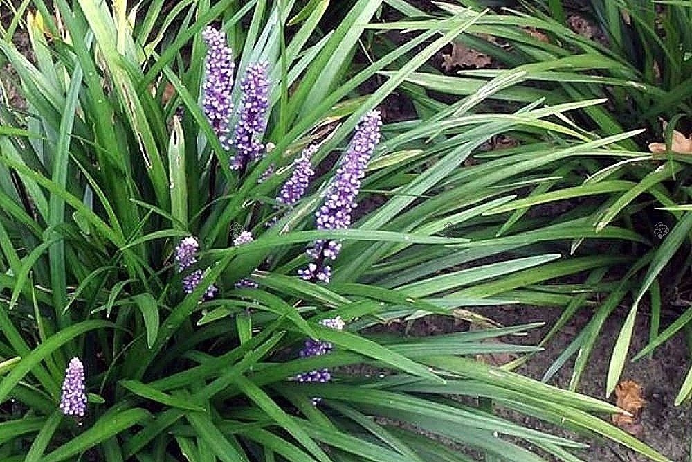 Liriope szafirkowata Moneymaker Liriopa muscari C2