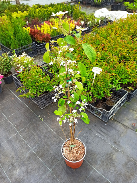 Kalina japońska Kilimandjaro PBR Viburnum plicatum C5