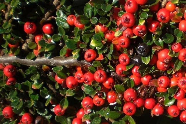 Irga Ursynów Cotoneaster C2