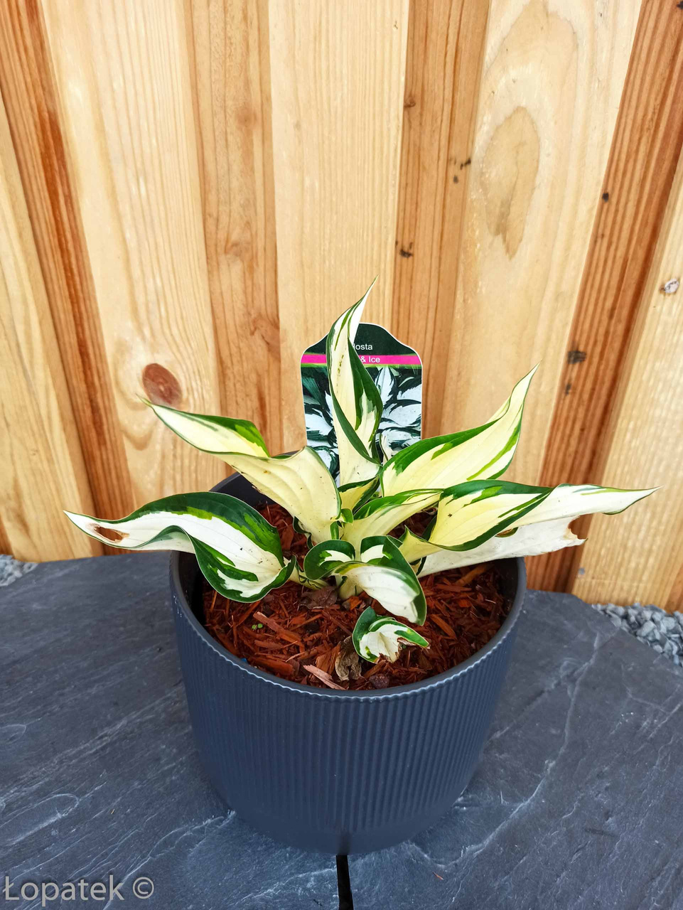 Funkia Fire and Ice Hosta C2
