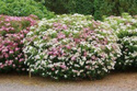 Tawuła japońska Genpei Shirobana Spiraea japonica C2