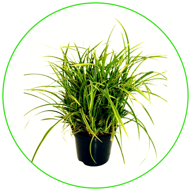 Turzyca Morrowa Ice Dance Carex morrowii C2