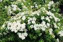 Tawuła nippońska Halward's Silver Spiraea nipponica C5