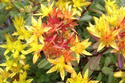 Rozchodnik kwiecisty Weihenstephaner Gold Sedum floriferum P9