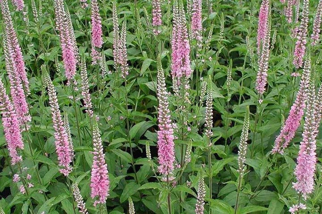 Przetacznik kłosowy Pink Damask Veronica longifolia C2