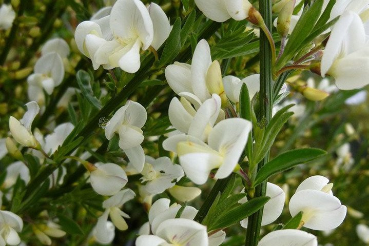 Żarnowiec szczodrzeniec wczesny Albus Cytisus praecox P9