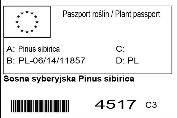 Sosna syberyjska Pinus sibirica