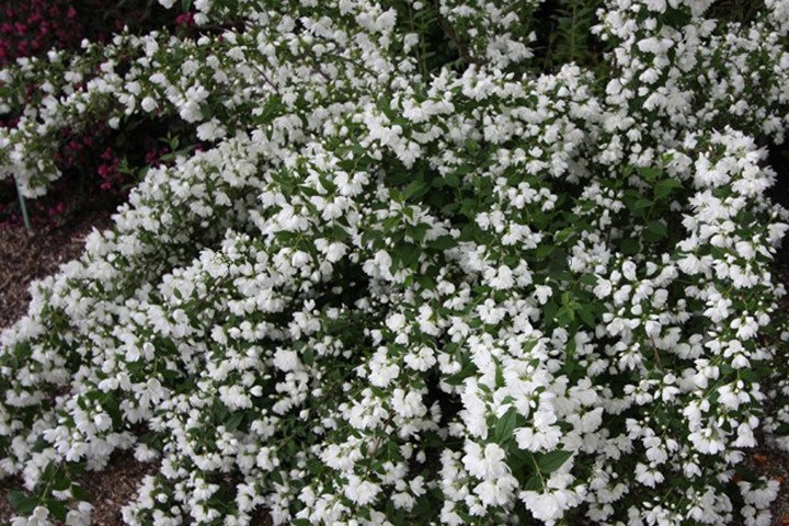Jaśminowiec wonny Snowbelle Philadelphus coronarius C3