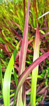 Imperata cylindryczna Red Baron Imperata cylindrica C5