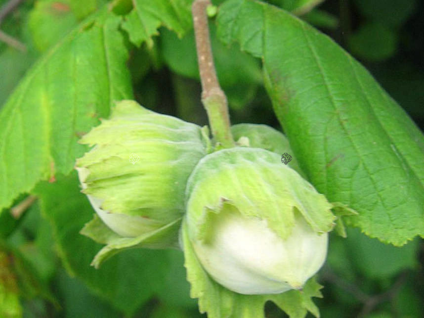 Leszczyna pospolita Barcelonski Corylus avellana C2