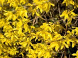 Forsycja pośrednia Lynwood Forsythia intermedia C3