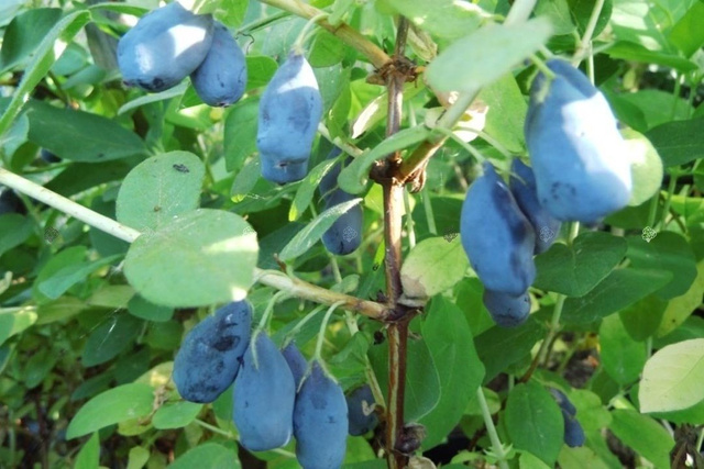 Jagoda kamczacka Wojtek Lonicera caerulea var. kamtschatica