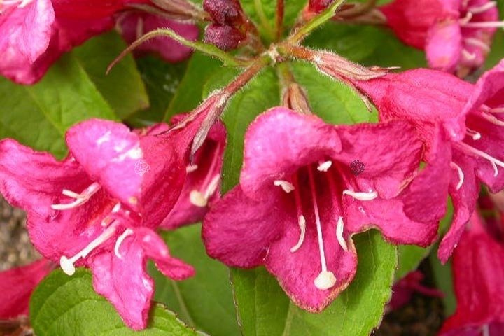 Krzewuszka Bristol Ruby Weigela P9