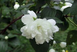 Jaśminowiec Dame Blanche Philadelphus P9