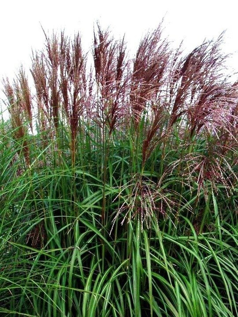Miskant chiński Malepartus Miscanthus sinensis C3