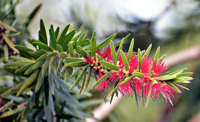 Kuflik Splendens Callistemon citrinus P9