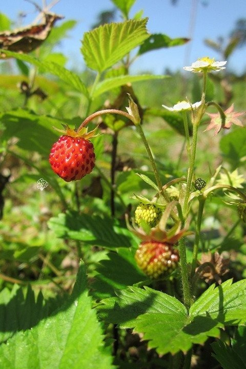 Poziomka pospolita Rugia Fragaria vesca P9