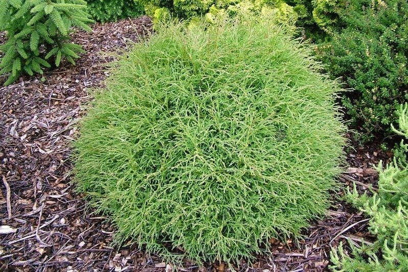 Tuja Mr Bowling Ball Thuja occidentalis C2