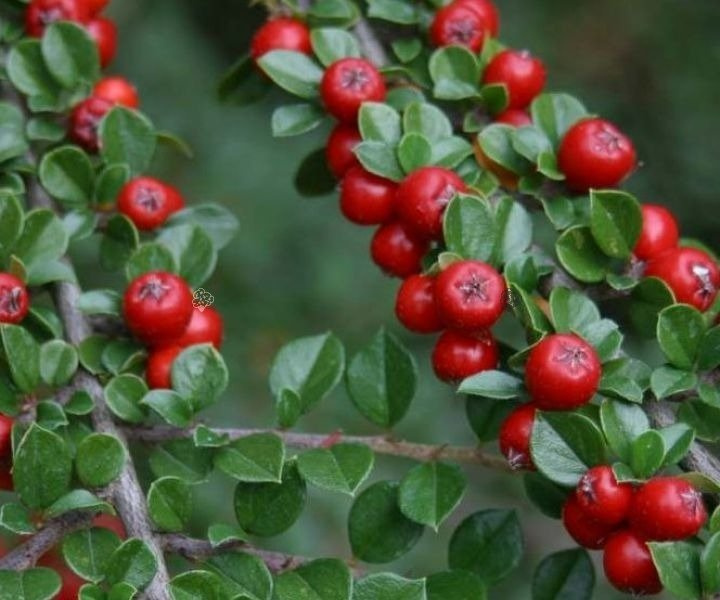 Irga płożąca Queen of Carpets Cotoneaster procumbens C2